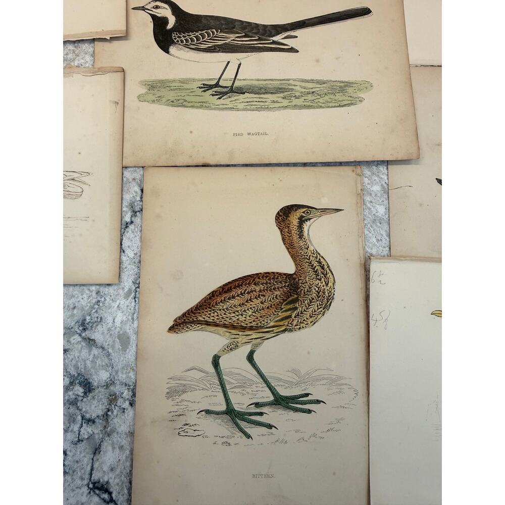 Collection of 15 Antique Ornithological & Natural History Prints Various Animals - Picture 6 of 13